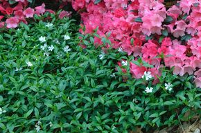Vinca minor 'Gertrude Jekyll'