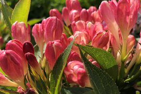 Weigela florida 'All Summer Peach'