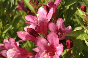 Weigela florida 'Picobella Rosa'