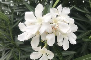 Weisser Oleander 'Mont Blanc'