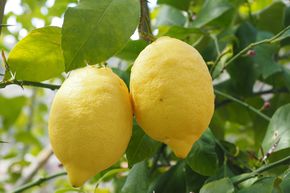 Zitrone 'Limone Ovale di Sorrento'