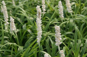 Lilientraube 'Monroe White'