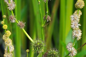 Sparganium erectum