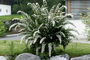 Spiraea x cinerea 'Grefsheim'