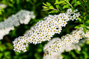 Spiraea x cinerea 'Grefsheim' XXL Pflanze