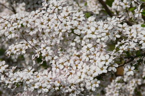 Spiraea thunbergii 'Fujino Pink'