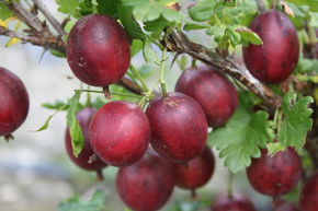 Stachelbeeren Hochstamm Crispa Darling