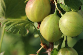 Stachelbeeren Hochstamm Crispa Greenling