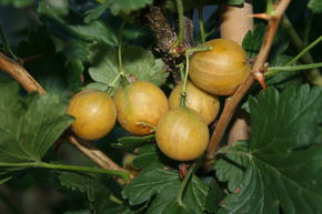 Stachelbeeren Hochstamm Crispa Solemio