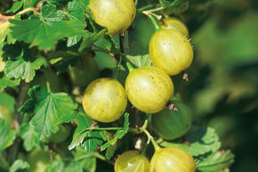 Beerenstämmchen für Ihren Garten jetzt online bestellen