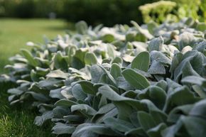 Stachys byzantina 'Silver Carpet'