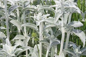 Stachys byzantina