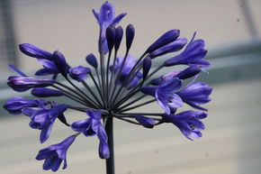 Agapanthus Hybride 'Intermedia'