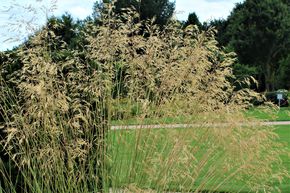 Stipa gigantea