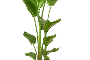 Strelitzia nicolai (60-90)