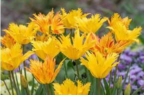 Tulipa 'Sunny Leo'�