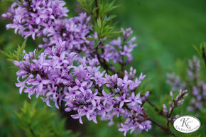 Afghanischer Flieder, Syringa afghanica