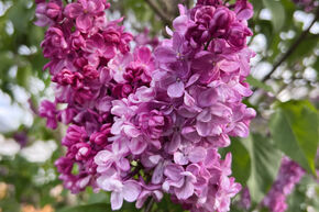 Syringa vulgaris 'Belle de Nancy'