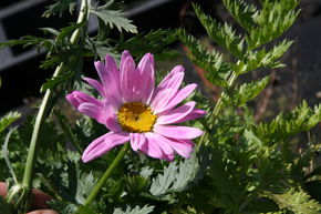 Tanacetum cocc. 'Robinsons Rosa'