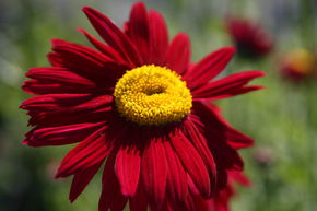 Tanacetum cocc. 'Robinsons Rot'