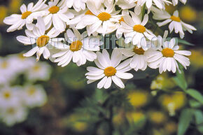 Tanacetum corymbosum