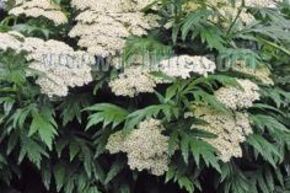 Tanacetum macrophyllum