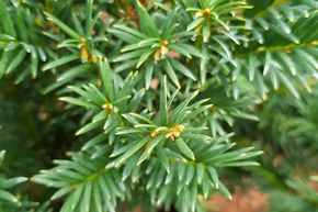 Hecken-Palette mit Eiben Taxus baccata 'Westerstede'