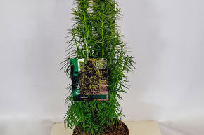 Taxus media 'Stefania' (S)