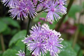 Christophskrautblttrige Wiesenraute 'Perfume Star