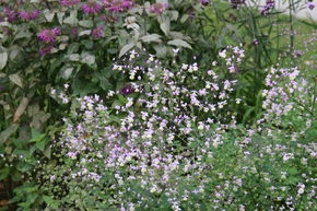 Thalictrum aquilegifolium