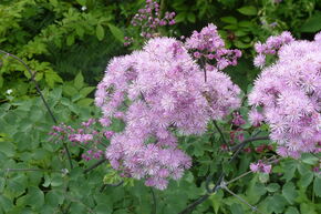 Thalictrum aquilegifolium