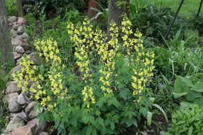 Thermopsis chinensis