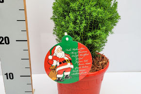Weihnachtlicher Kuschel-Lebensbaum, Thuja 'Teddy' im roten Dekotopf
