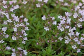 Thymus herba-barona var citriodora