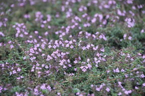 Thymus herba-barona