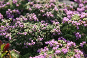 Thymus praecox 'Minor'