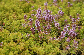 Thymus x citriodorus 'Golden Dwarf'