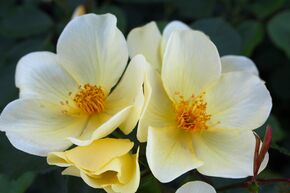 Rose 'Tottering by Gently'