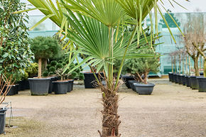 Trachycarpus fortunei