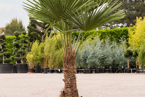 Trachycarpus fortunei (140-180)