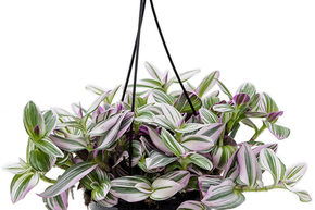 Tradescantia albiflora 'Nanouk'