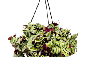 Tradescantia zebrina