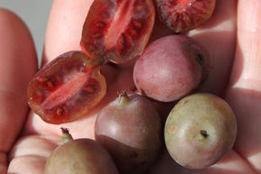 Minikiwi 'Kens Red'
