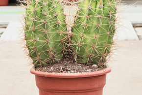 Trichocereus pasacana 'variegata'