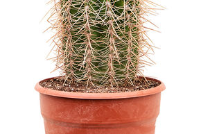 Trichocereus terschechii