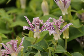 Tricyrtis hirta