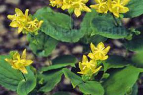 Tricyrtis latifolia