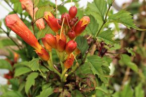 Trompetenblume 'Flamenco'