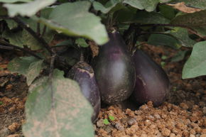 Aubergine Rezeina (Tschechische Frhe) BIO