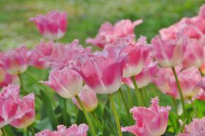 Gefranste Tulpe 'Fancy Frills'